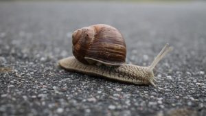 Fix a Slow WordPress Site