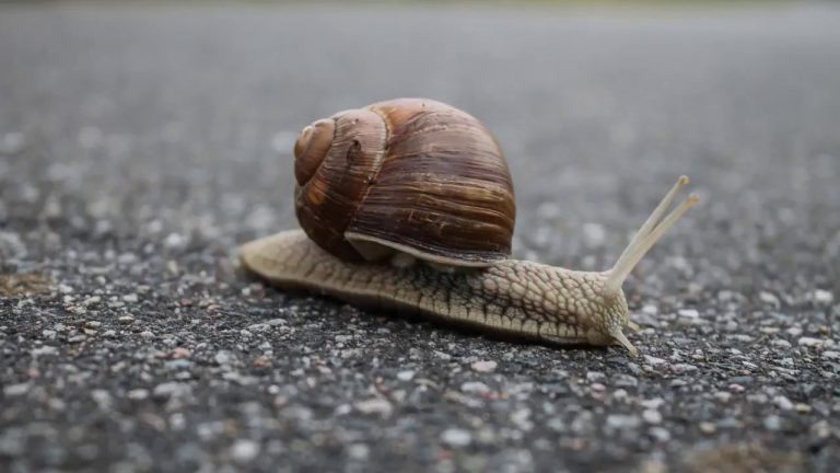 Fix a Slow WordPress Site